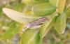 Agriphila sp.